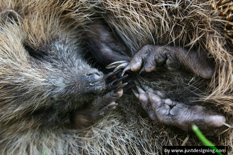 Egel, close-up