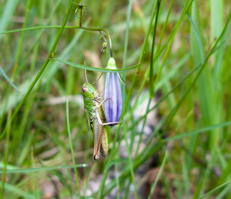 Sprikhaan op Heidop