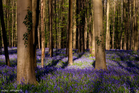 Magic in the forest