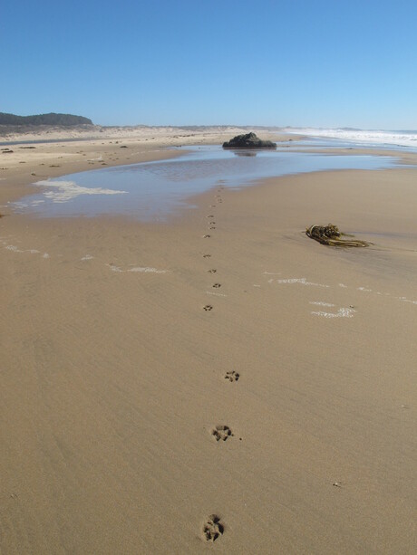 Footsteps of a dog on the Beach, Ano Nuevo State Park, CA