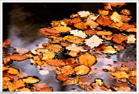 herfstblaadjes in de vijver