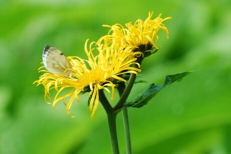 Vlinder op bloem