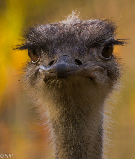 Portret struisvogel