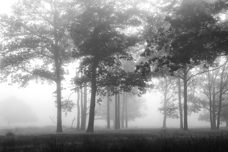 Mist (erious) BW