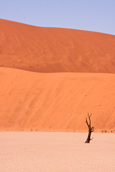 Lonesome tree