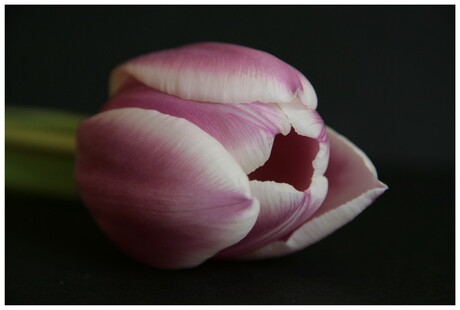 Paarse tulp