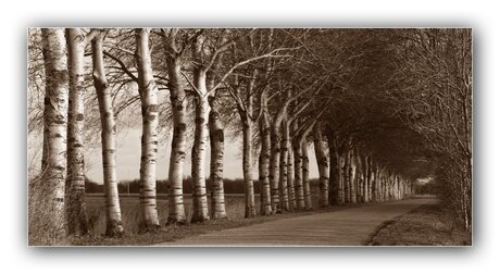 Friese natuur in Sepia