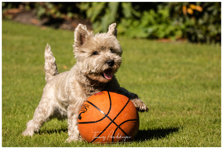 Spike-west highland terrier