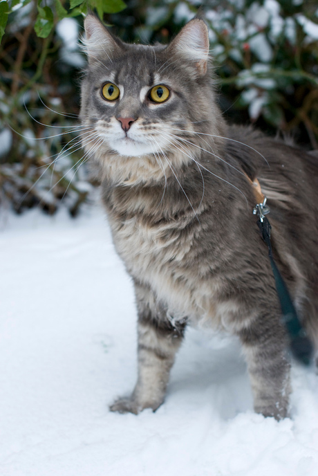 In de sneeuw