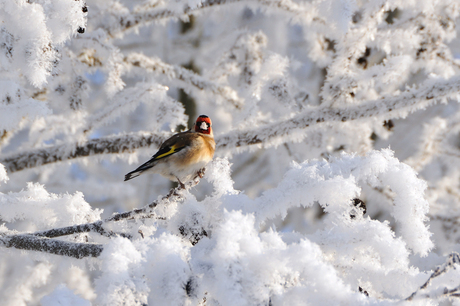 Putter in de sneeuw