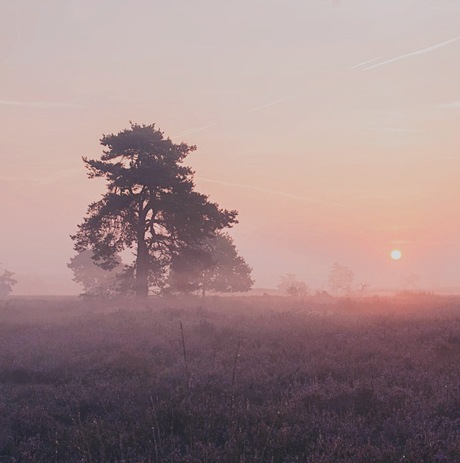 Vroege ochtend