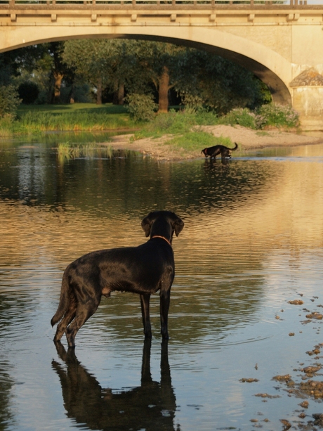 Hond op de uitkijk