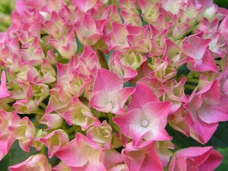 Tuin Hortensia