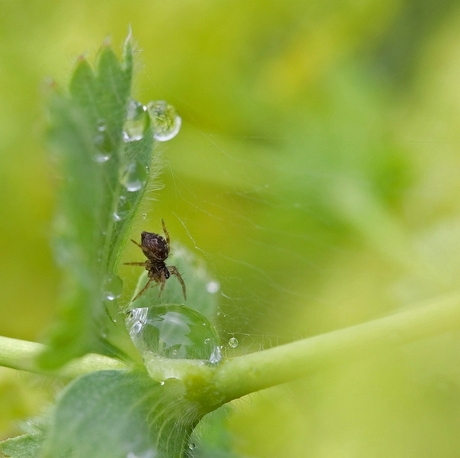 Na de regen 3