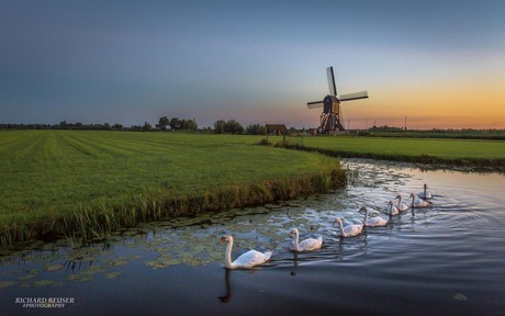 Zwanen in Hollands avondrood