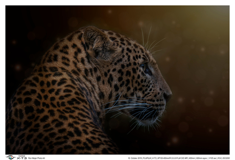 Caught a Sri Lankan leopard in the night