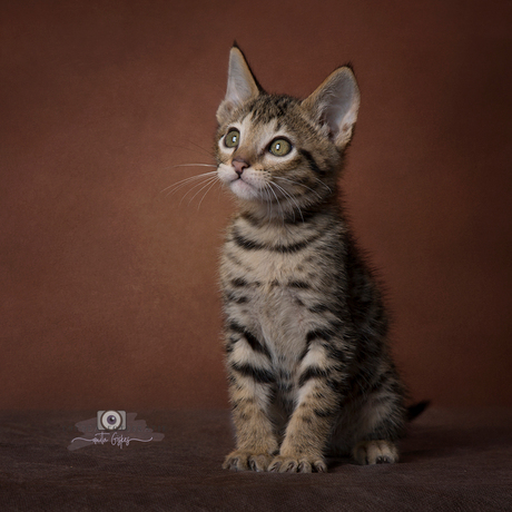 Savannah kitten