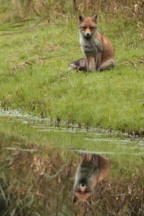 Spiegelbeeld