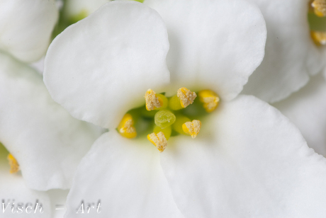 Klein wit bloempje uit de tuin
