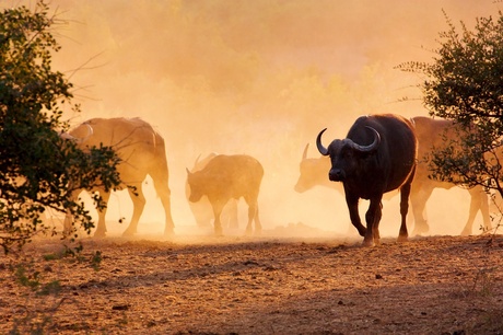 Kaapse buffels, Kruger Park