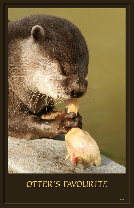 Otter's Favourite