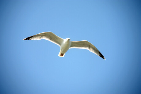 meeuw op lauwersmeer