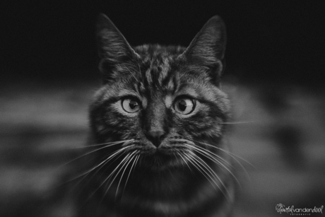 Portret kat