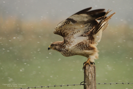 Buizerd in de sneeuw