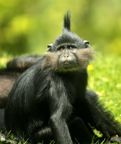 Kuifmangabey