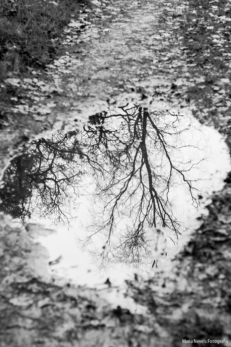 Reflecties in het bos