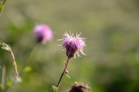 paarse bloemen