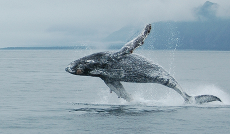 Humpback Whale Jumping