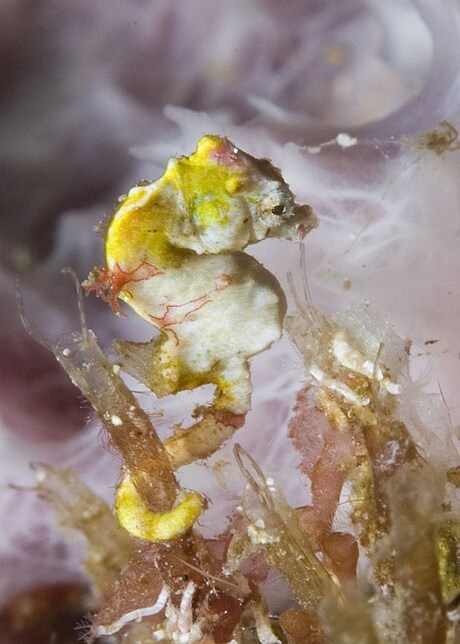 pygmee seahorse