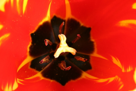 Tulpje van binnen