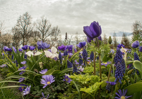 Keukenhof