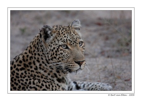 Luipaard, Zuid Afrika