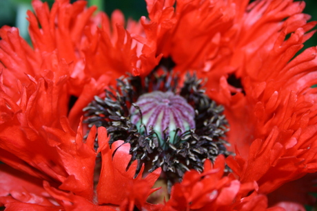 Papaver close up