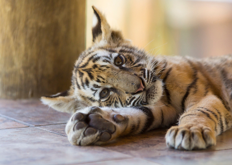 Baby tijger