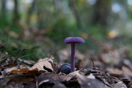 Paarse paddestoel