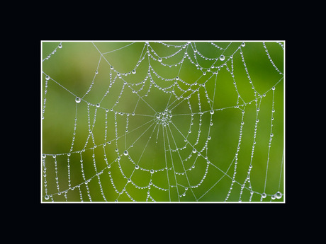 diamanten spinneweb