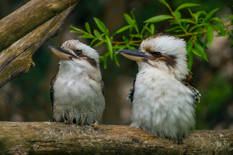 Kookaburra