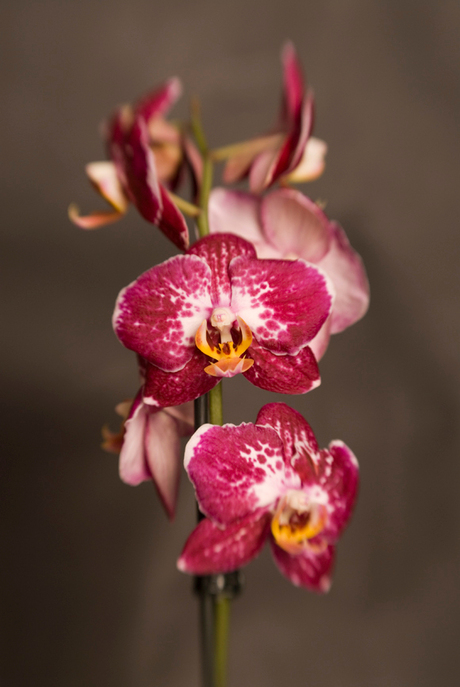 orchidee met lensbaby