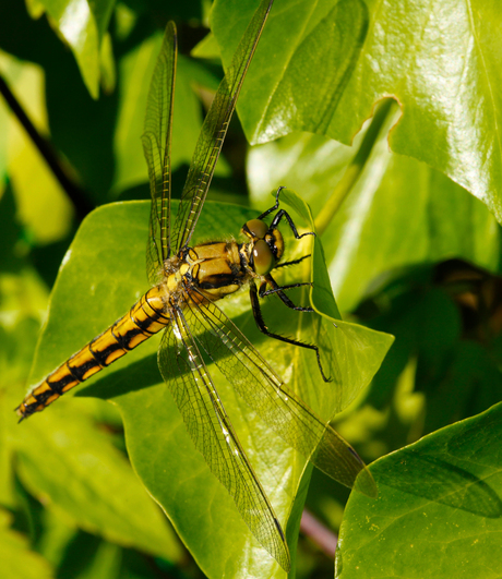 libelle