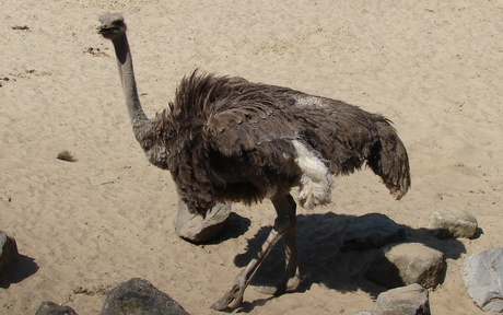 dierenpark emmen