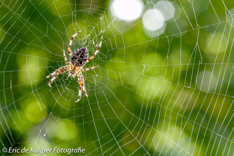 De spin in het web.