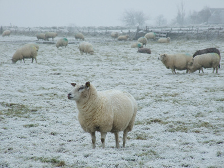 Schapen in de winter