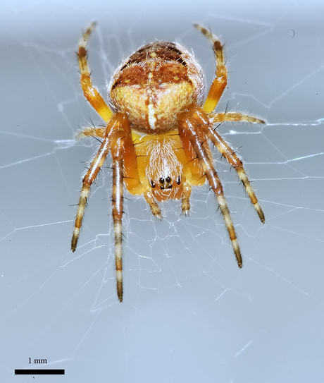 Klein Spinnetje