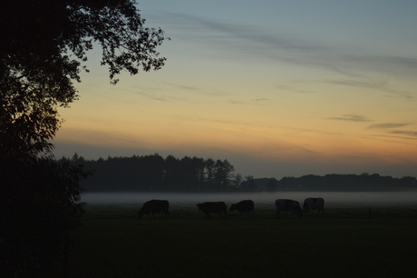 Koeien in avondnevel