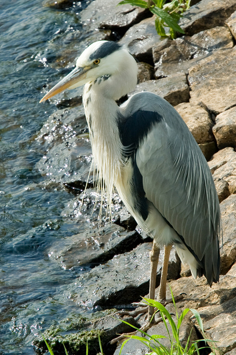 Reiger