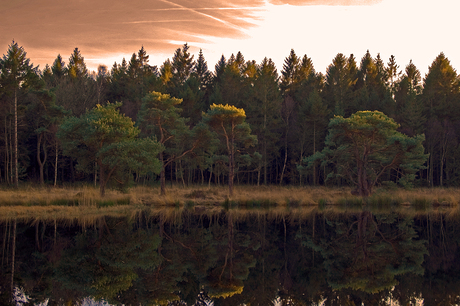 vliegdennen mensinge bos